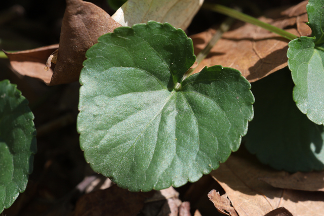 Viola communis - leaves
