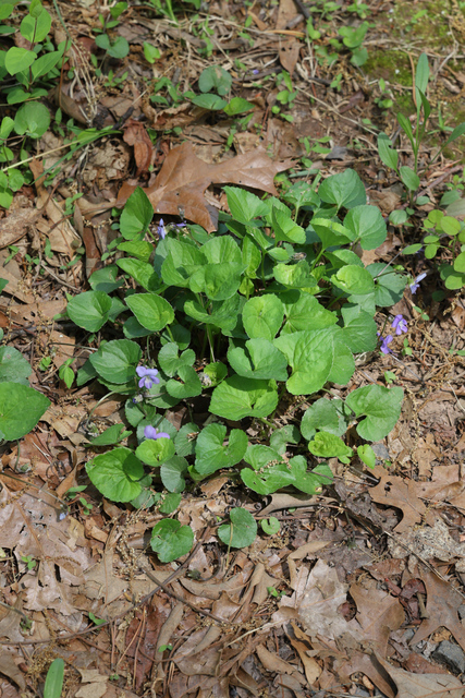 Viola communis - plant