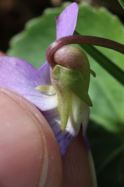 Viola communis - sepals