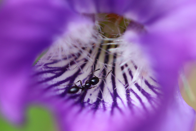 Viola emarginata