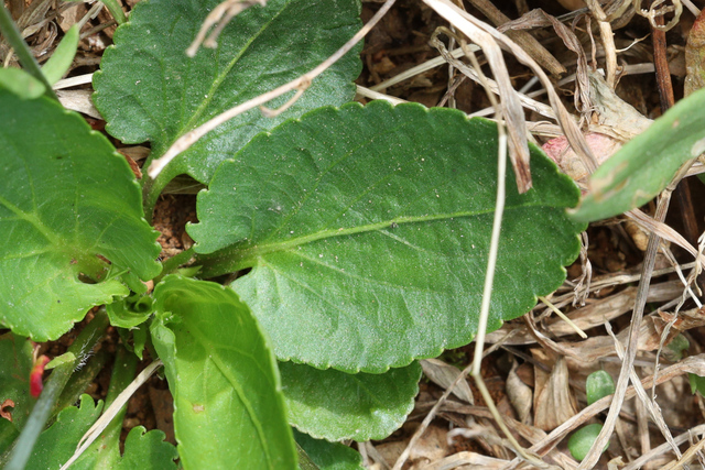 Viola emarginata - leaves