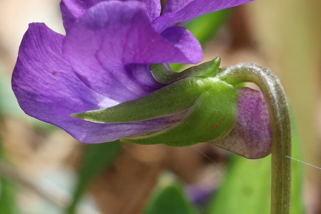 Viola emarginata - sepals