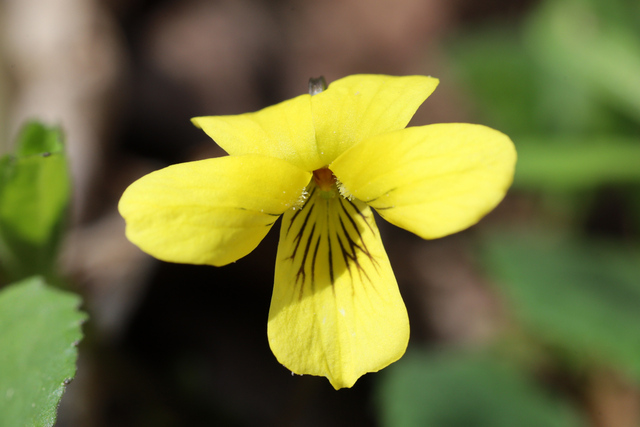 Viola eriocarpa