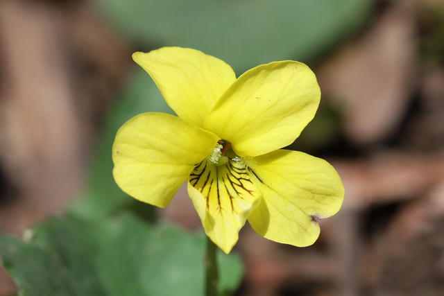 Viola eriocarpa
