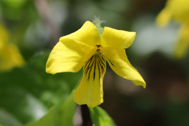 Viola eriocarpa