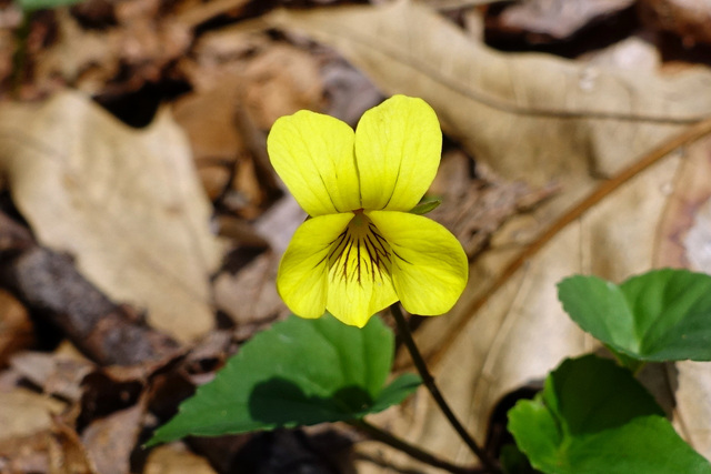 Viola eriocarpa