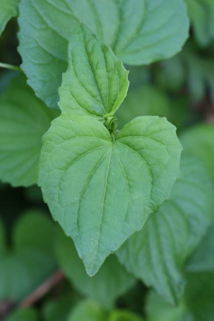 Viola eriocarpa - leaves