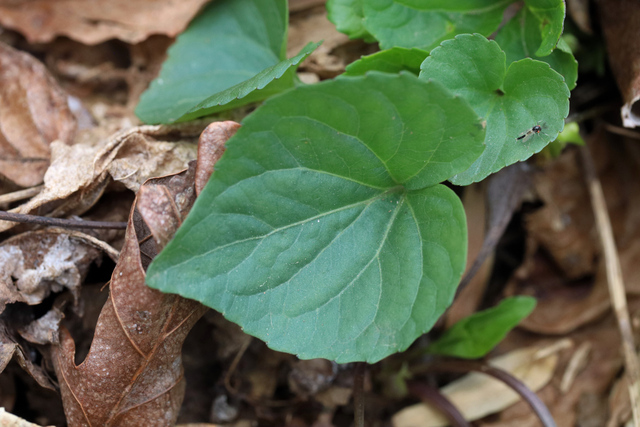 Viola eriocarpa - leaves