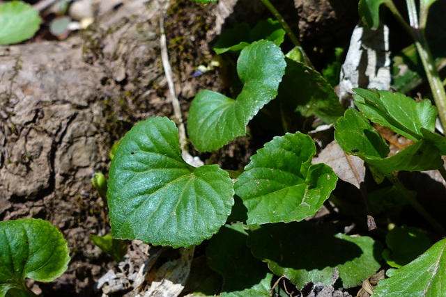 Viola eriocarpa - leaves