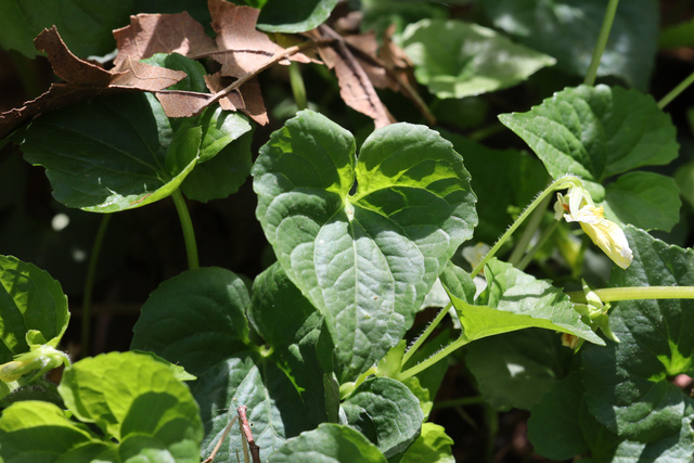 Viola eriocarpa - leaves