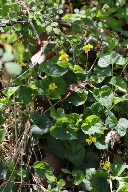 Viola eriocarpa - plant