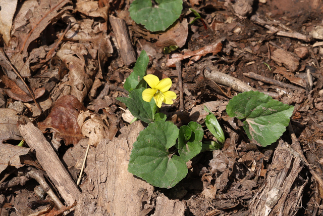 Viola eriocarpa - plant