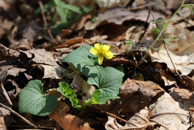 Viola eriocarpa - plant