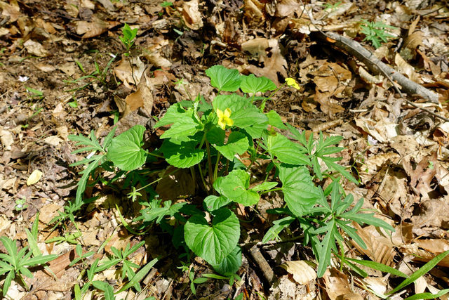 Viola eriocarpa - plant