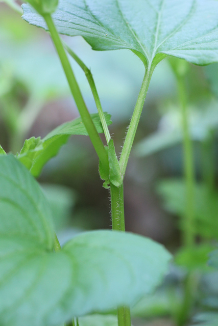 Viola eriocarpa - stem