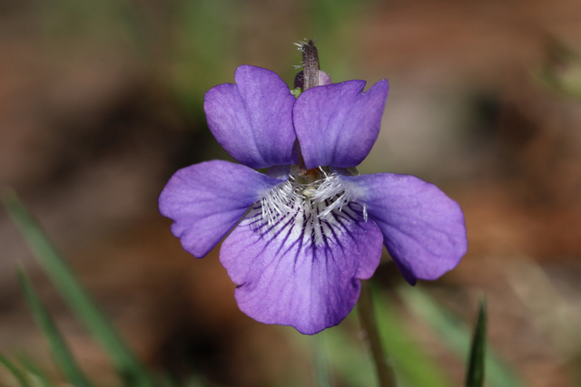 Viola fimbriatula