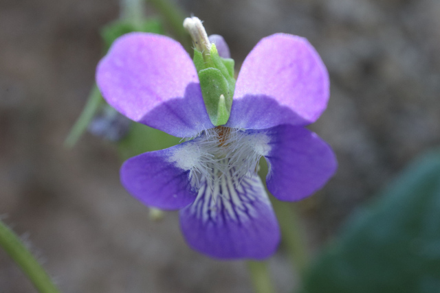 Viola fimbriatula