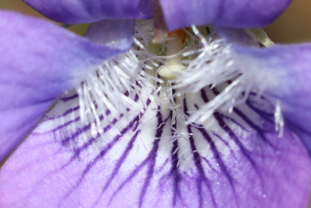 Viola fimbriatula