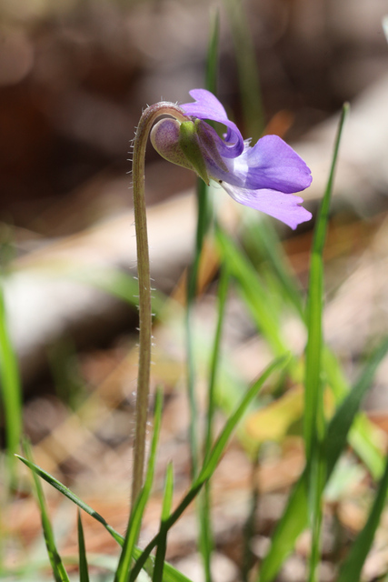 Viola fimbriatula