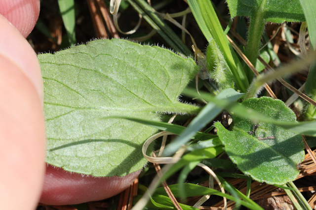 Viola fimbriatula - leaf underside