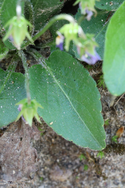 Viola fimbriatula - leaves
