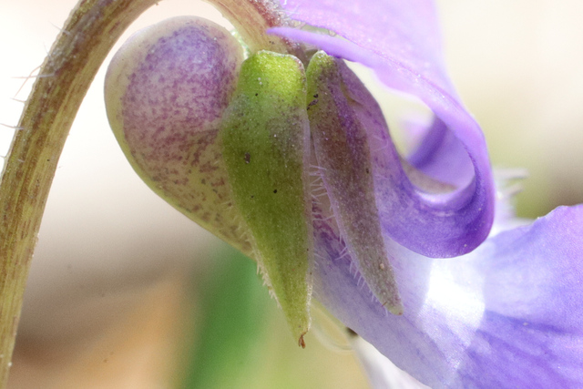 Viola fimbriatula - sepals