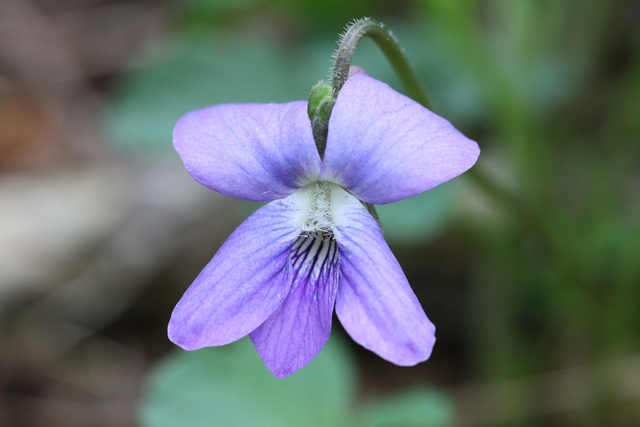 Viola palmata