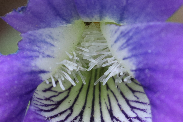 Viola palmata
