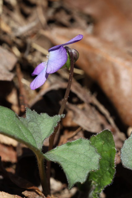 Viola palmata