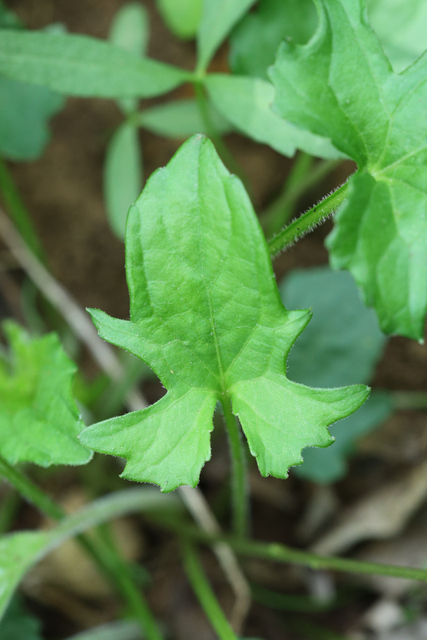 Viola palmata - leaves