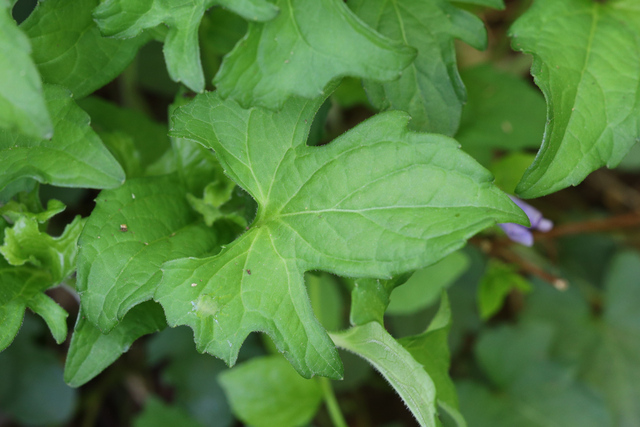 Viola palmata - leaves