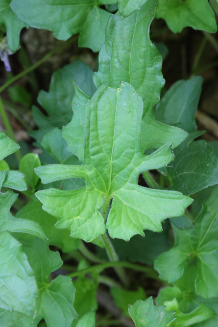 Viola palmata - leaves