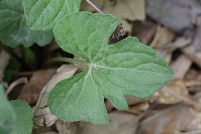 Viola palmata - leaves