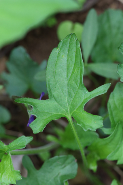 Viola palmata - leaves
