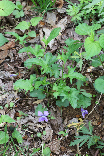 Viola palmata - plant