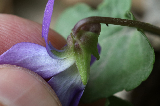 Viola palmata - sepals
