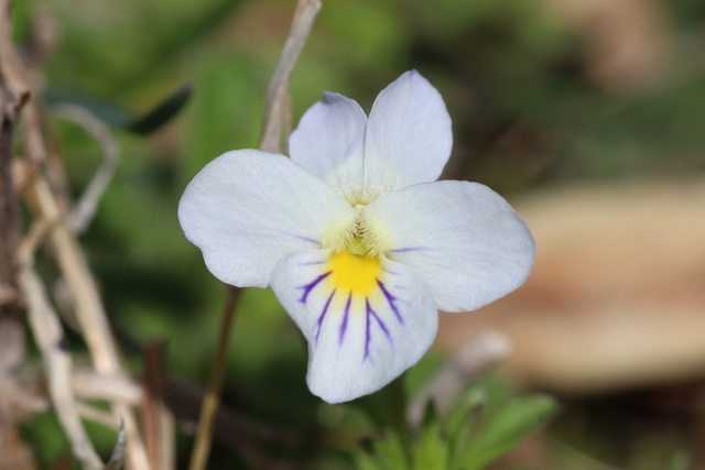 Viola rafinesquei