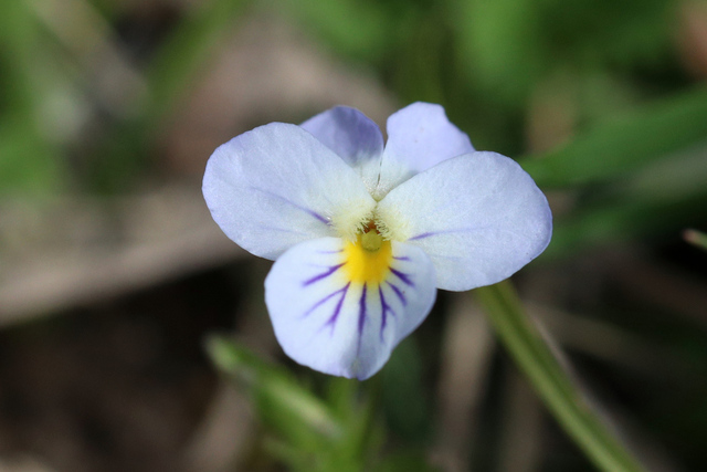 Viola rafinesquei