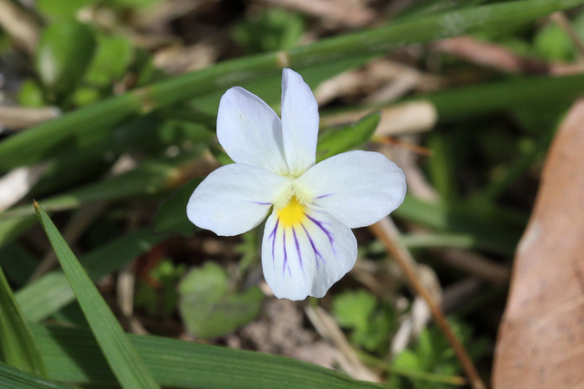 Viola rafinesquei