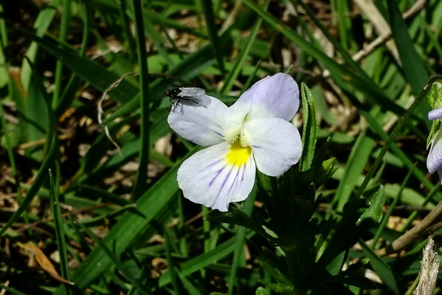 Viola rafinesquei