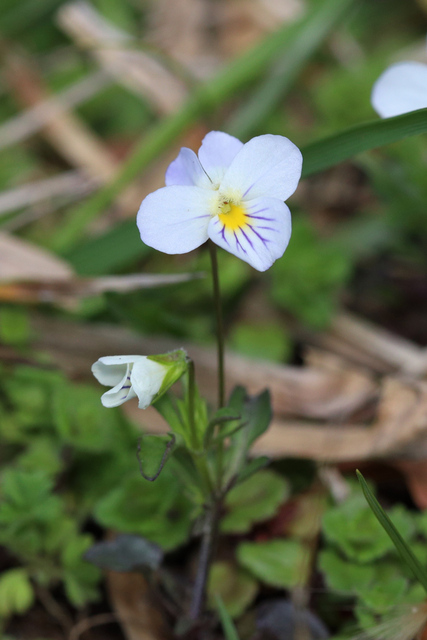 Viola rafinesquei