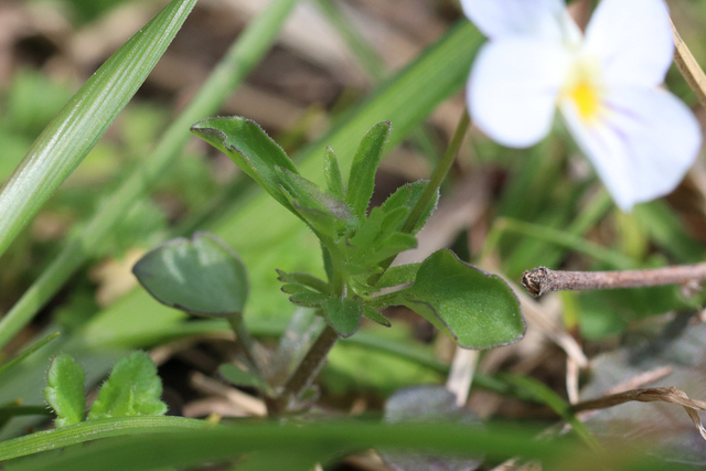 Viola rafinesquei - leaves