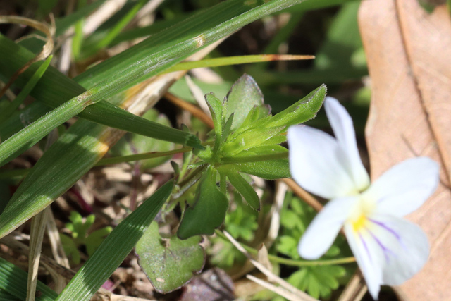 Viola rafinesquei - leaves