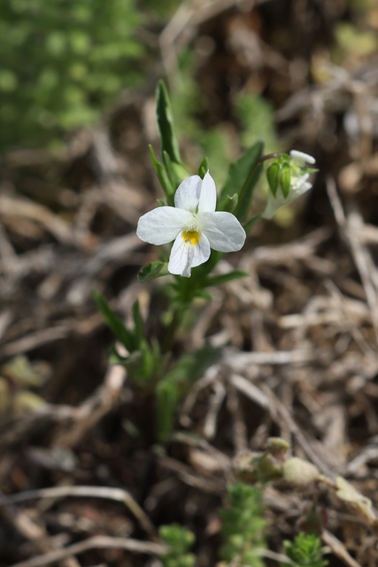 Viola rafinesquei - plant