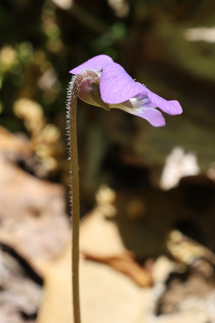 Viola sororia