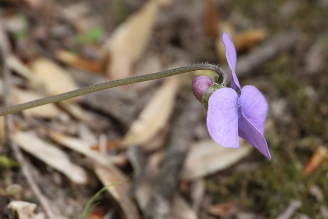Viola sororia
