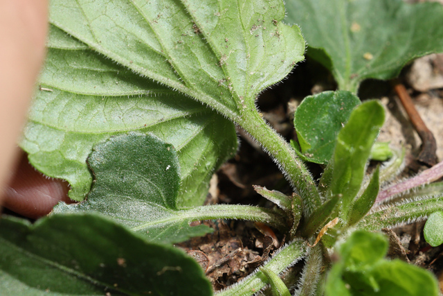 Viola sororia - leaf underside