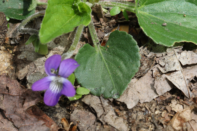Viola sororia - leaves