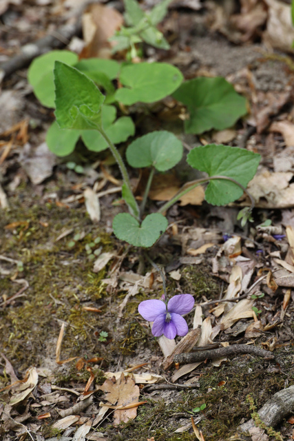 Viola sororia - plant