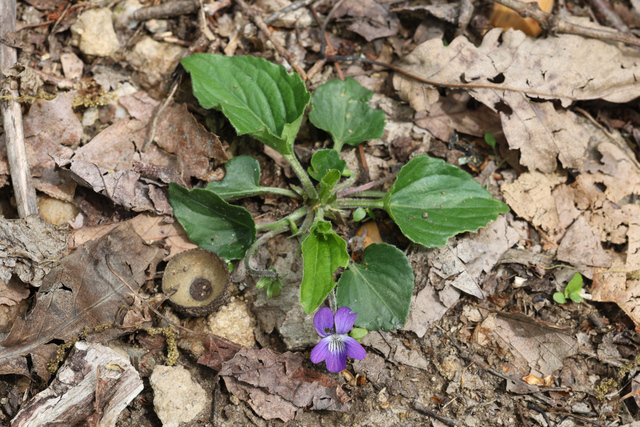 Viola sororia - plant